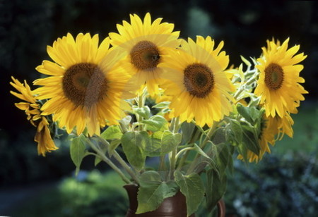 Sonnenblumen