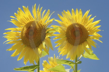 Sonnenblumen