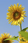 Sonnenblume