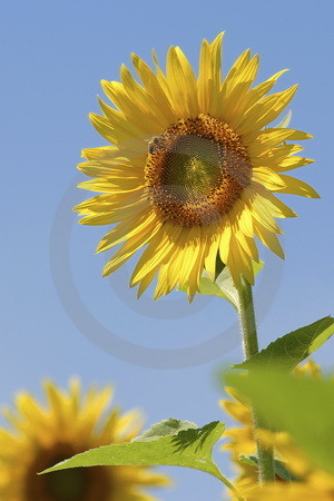 Sonnenblume