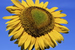 Sonnenblume