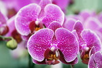 Phalaenopsis