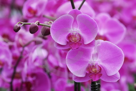 Phalaenopsis