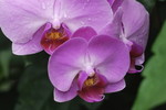 Phalaenopsis