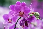 Phalaenopsis