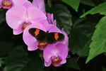 Phalaenopsis