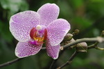 Phalaenopsis