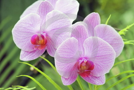 Phalaenopsis