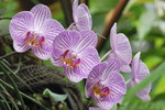 Phalaenopsis