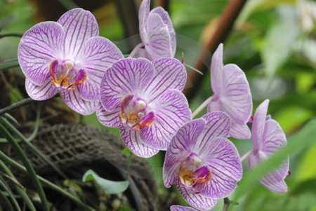 Phalaenopsis