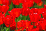 Rote Tulpen