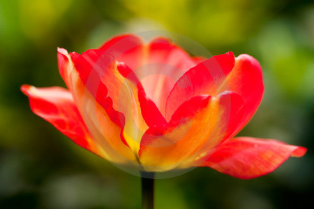 Tulpenblüte orange-gelb