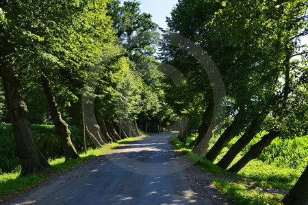 Naturdenkmal Lindenallee in Bramsche