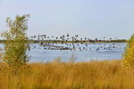 Wildgaense im Naturpark Burtanger Moor-Bargerveen