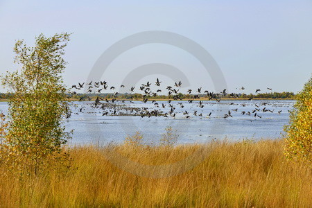 Wildgaense im Naturpark Burtanger Moor-Bargerveen