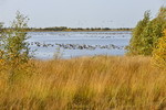 Wildgaense im Naturpark Burtanger Moor-Bargerveen