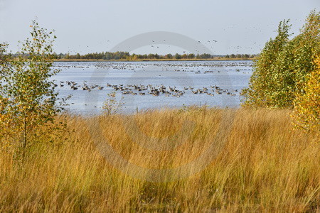 Wildgaense im Naturpark Burtanger Moor-Bargerveen