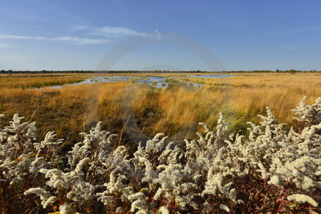 Landschaft im Naturpark Burtanger Moor-Bargerveen