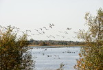 Wildgaense im Naturpark Burtanger Moor-Bargerveen