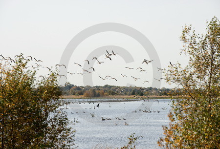 Wildgaense im Naturpark Burtanger Moor-Bargerveen