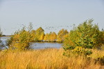 Wildgaense im Naturpark Burtanger Moor-Bargerveen