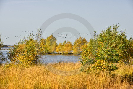 Wildgaense im Naturpark Burtanger Moor-Bargerveen