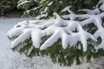 Hemlocktanne im Schneekleid