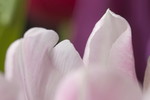 Rosa Tulpe, Bluetendetail