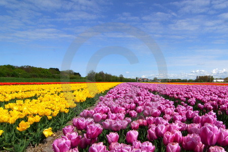 Tulpenfeld