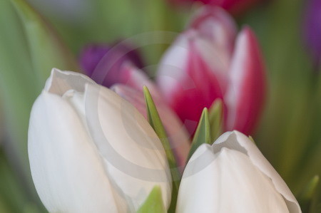 Tulpenblueten weiss und rot