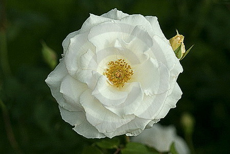 Rosenbluete, weiss