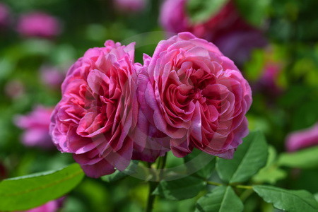 Strauchrose Gertrude Jekyll