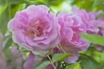 Rosa Kletterrose 'Kir Royal'