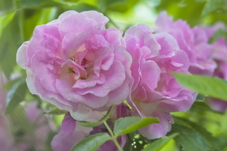 Rosa Kletterrose 'Kir Royal'