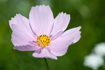 Cosmea