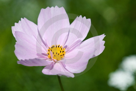 Cosmea