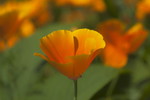 Goldmohn