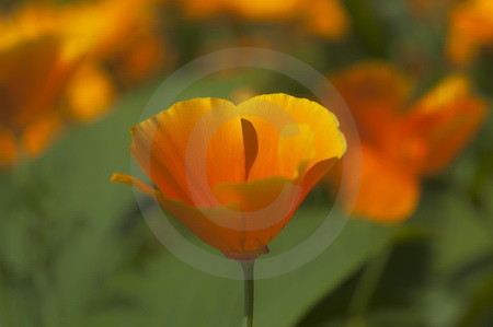 Goldmohn