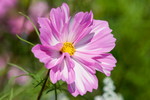 Cosmea