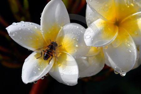 Frangipani-Blueten