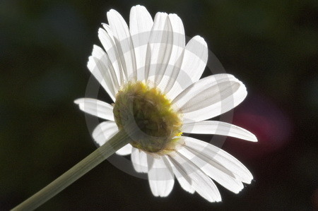 Weisse Margeritenbluete