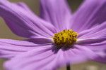 Cosmea