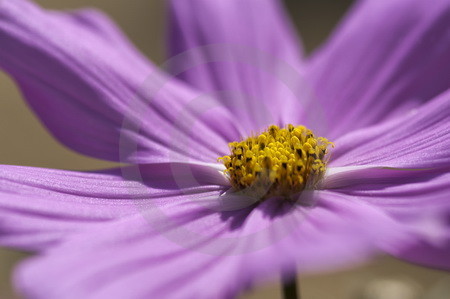 Cosmea