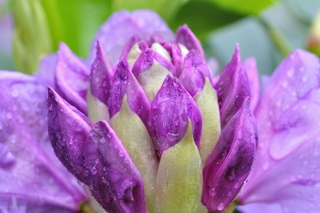 Rhododendronblueten