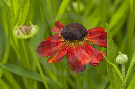 Rote Sonnenbraut