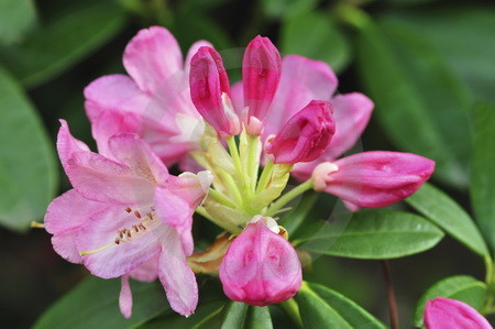 Rhododendronblueten