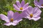 Cosmea