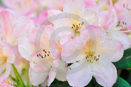 Rhododendronblueten