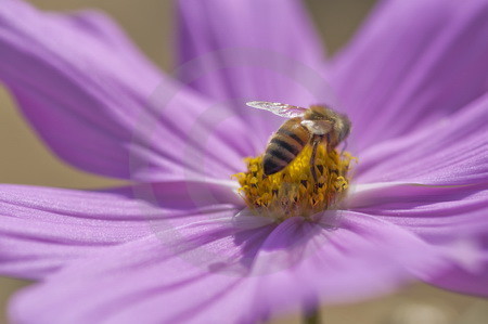 Cosmea