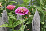 Zinnien vor Holzzaun